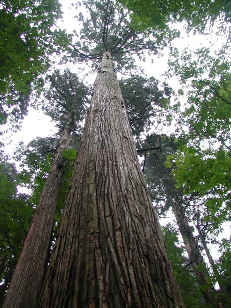 仁鮒水沢スギ希少個体群保護林