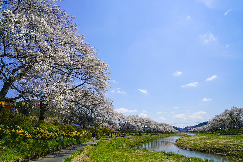 나쓰이 센본자쿠라 (나쓰이 천 그루 벚꽃)