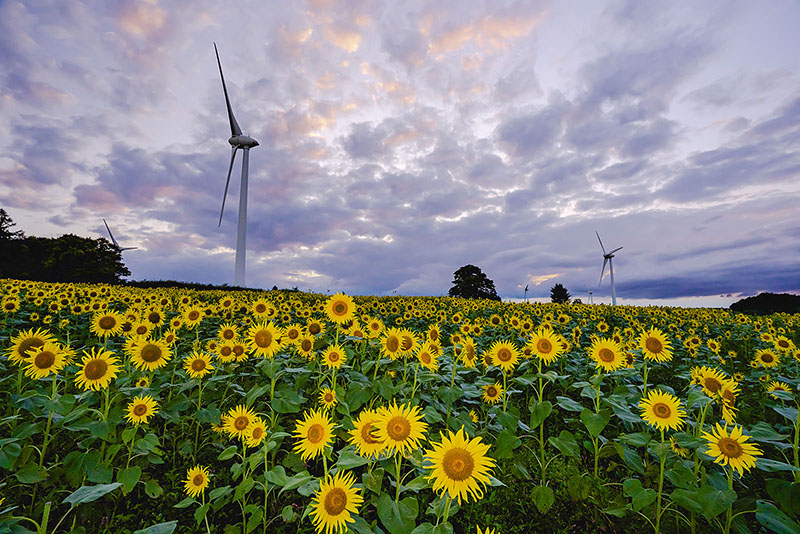 고리야마 누노비키 바람의 고원