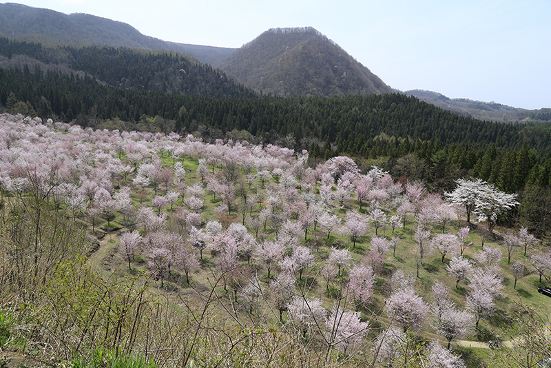 사쿠라토게 (벚꽃 고개)
