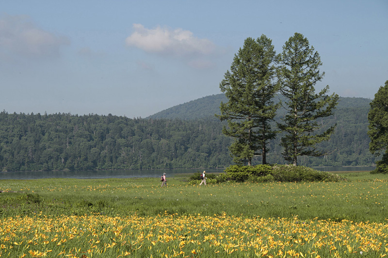 오제 오에 습원