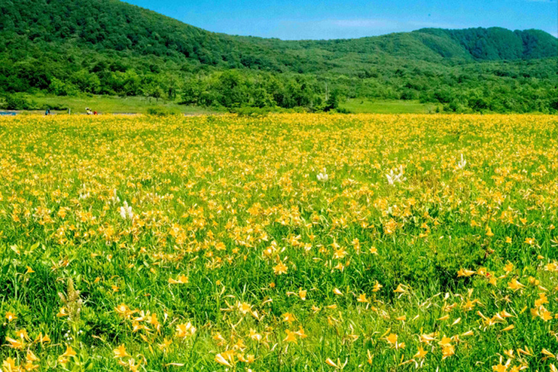 오구니누마 습원