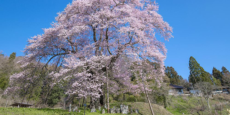 아키야마노 코마자쿠라
