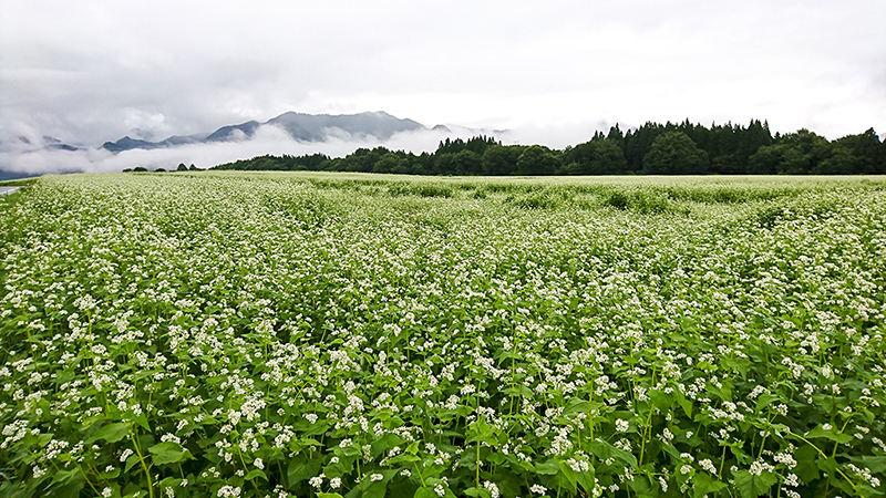 사루가쿠다이 대지