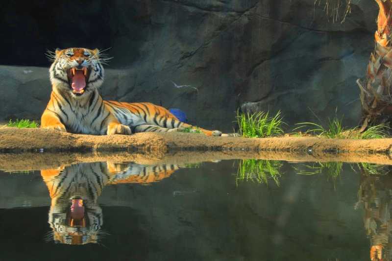 히타치시 카미네 동물원