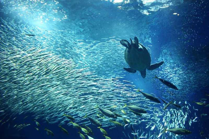 アクアワールド