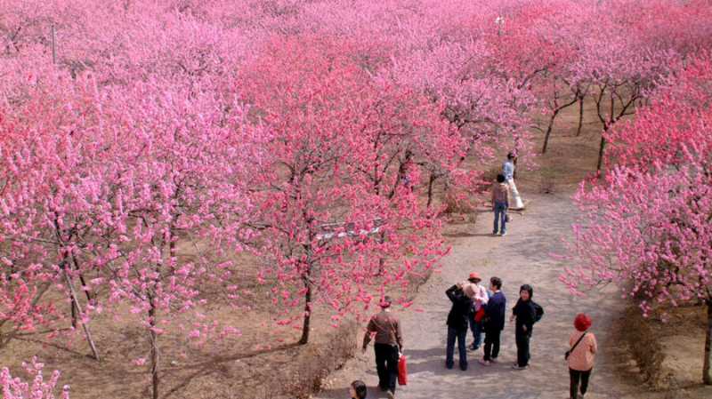 Koga Peach Blossom Festival