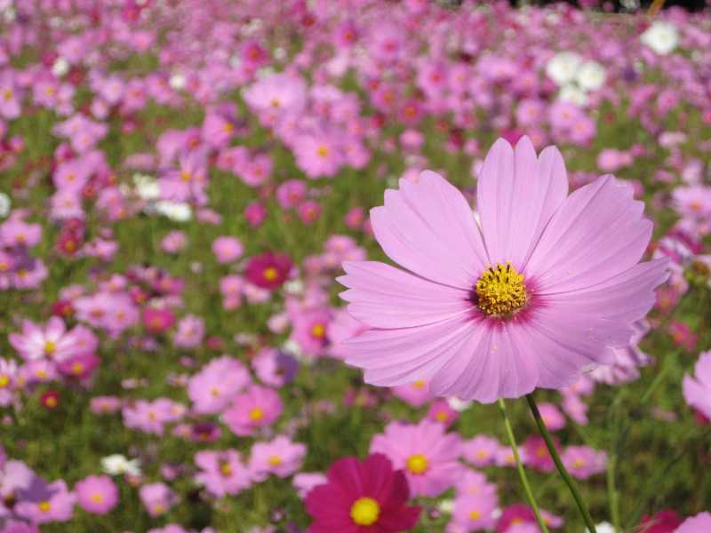 Kamitogawa Cosmos Field