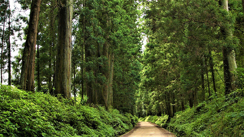 닛코 삼나무 가로수길