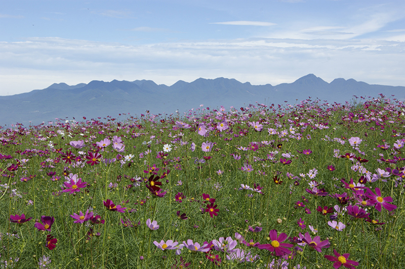 하나다카 전망 꽃의 언덕
