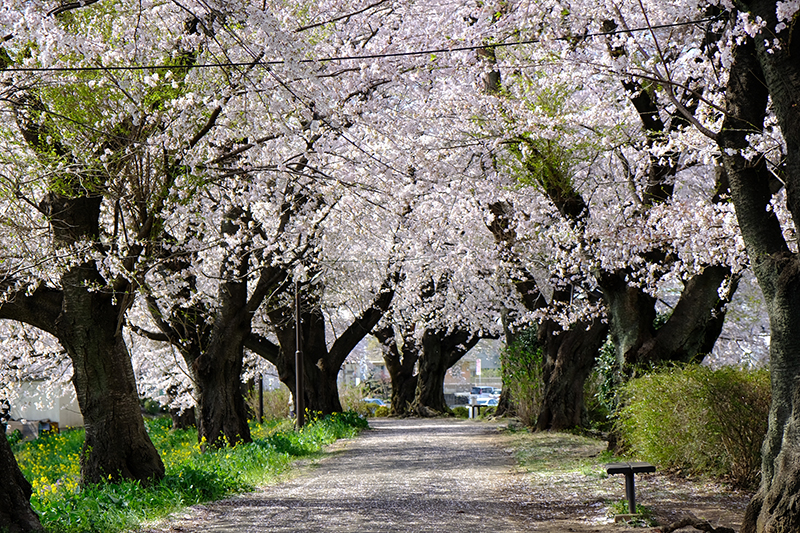 Shikanokawa Marsh