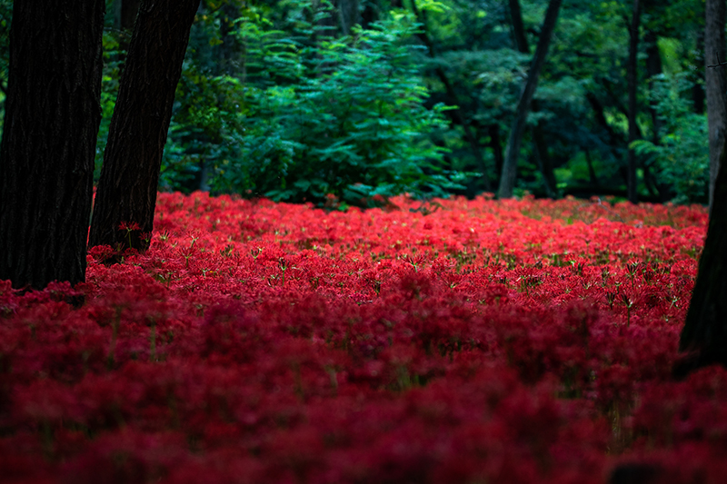 巾着田曼珠沙華公園