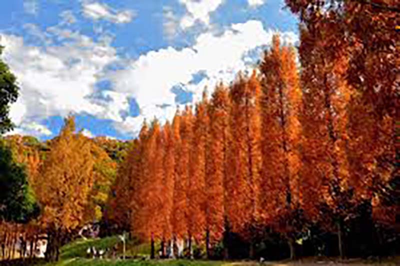 トーベ・ヤンソンあけぼの子どもの森公園