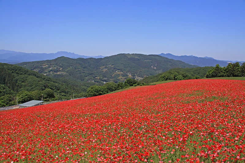 天空のポピー 彩の国ふれあい牧場