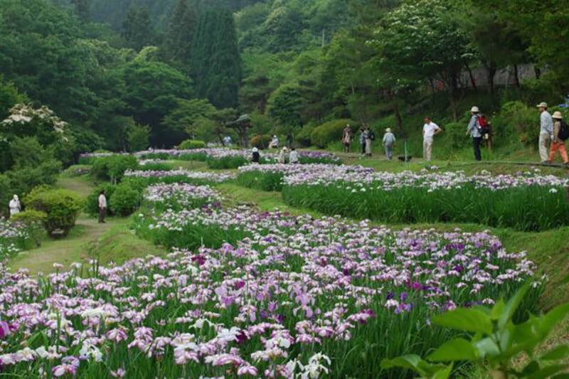 꽃창포원 (오가노정)