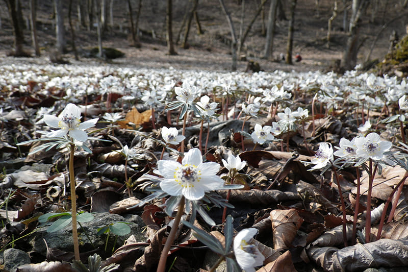 도아미 세츠분초원