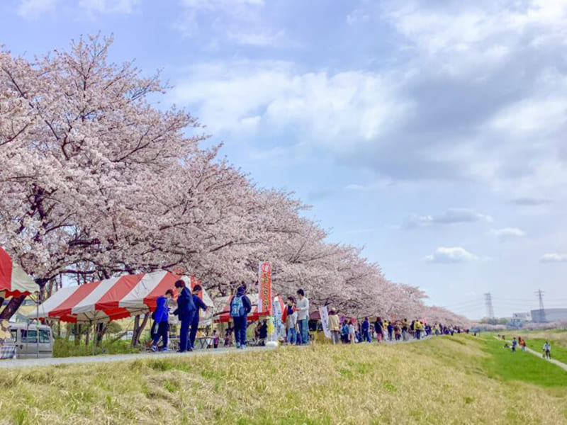 코다마 센본자쿠라