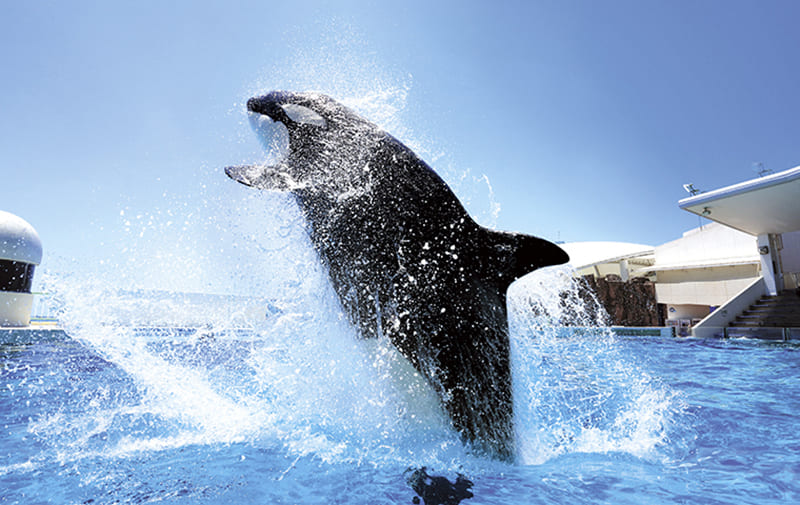 가모가와 씨월드