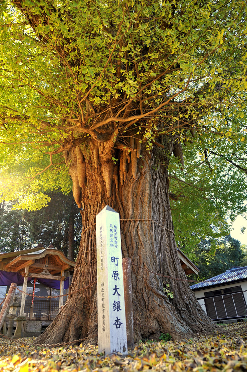 요코시바히카리정