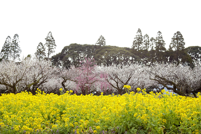 사카타 성터 매화림