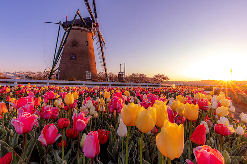 사쿠라 후루사토 광장