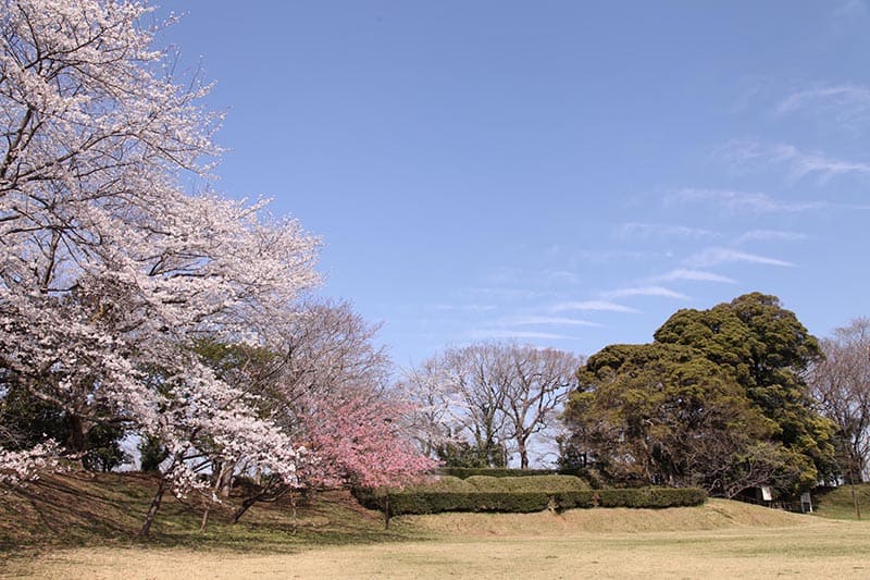사쿠라 성터