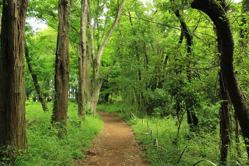 타로야마노 사토