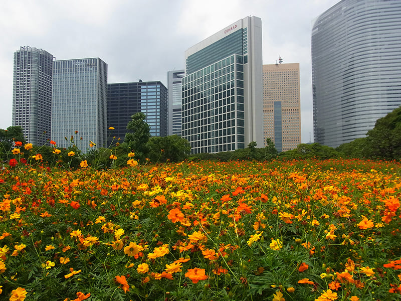 하마리큐 은사정원