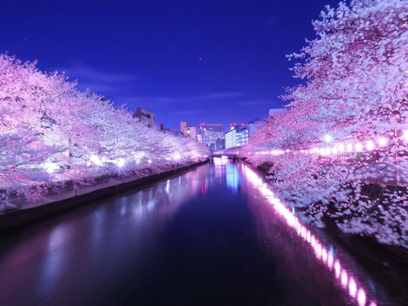 오에도 후카가와 벚꽃 축제