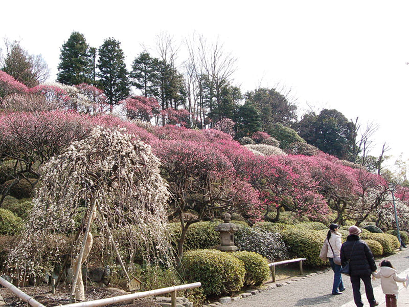 이케가미 매화원