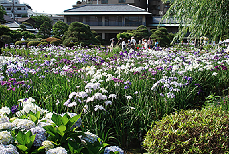 호리키리 창포원