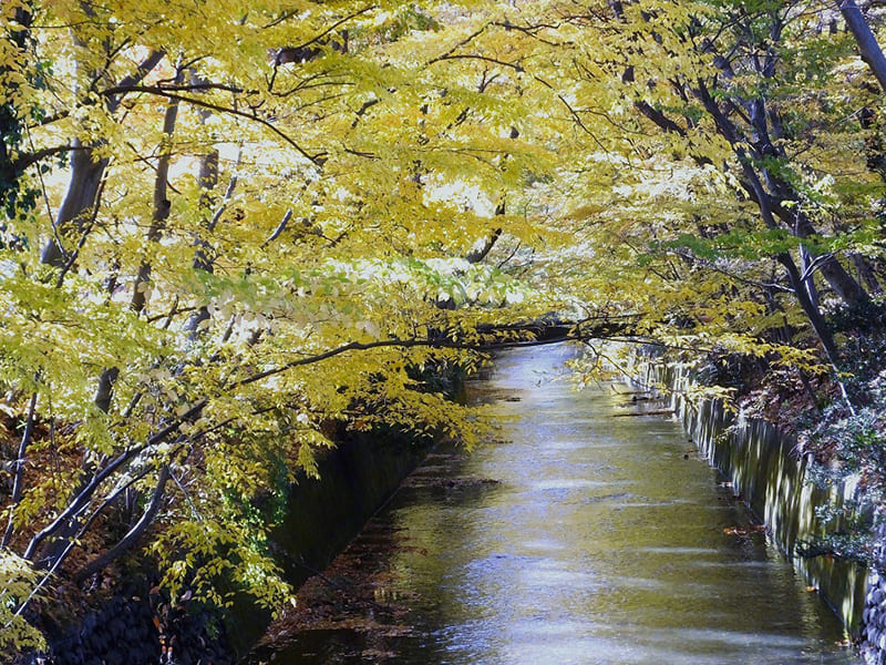 다마가와 조수 녹도