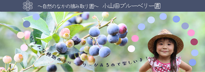 오야마다 블루베리 농원