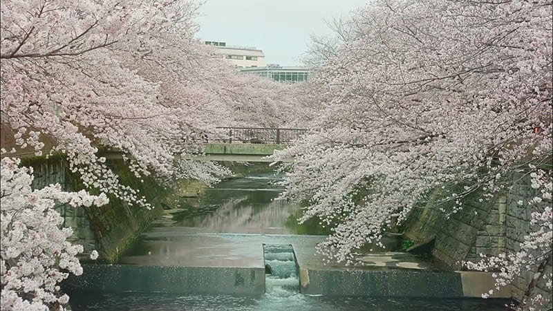 온다가와 벚꽃길