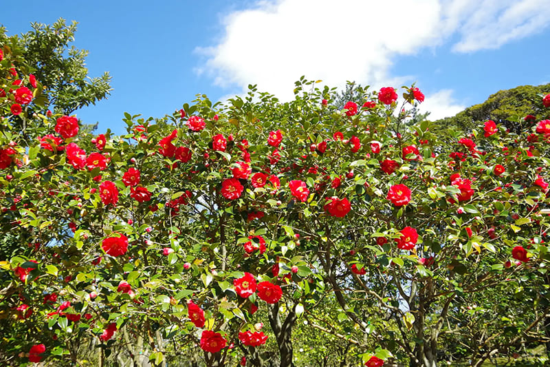 이즈오시마 쓰바키 축제