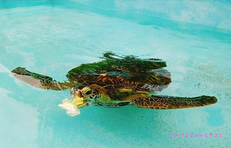 오가사와라 해양 센터