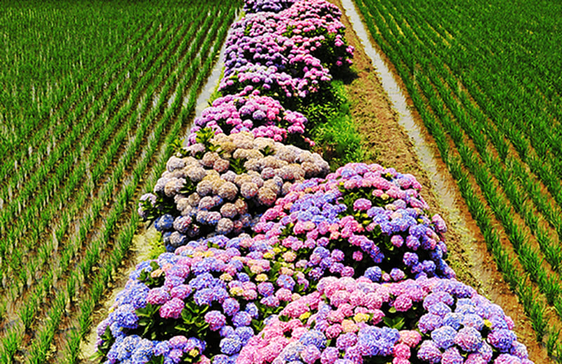 가이세이정 수국 마을