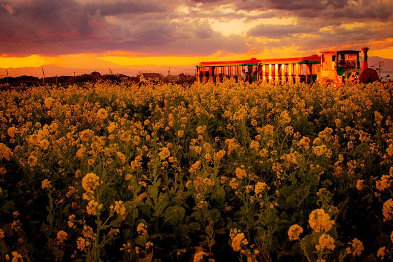 소레이유의 언덕