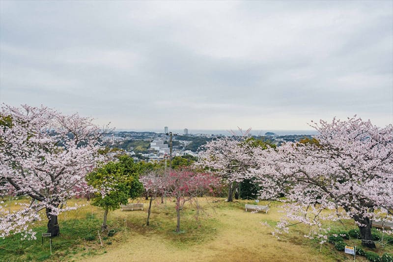 키누가사야마 공원