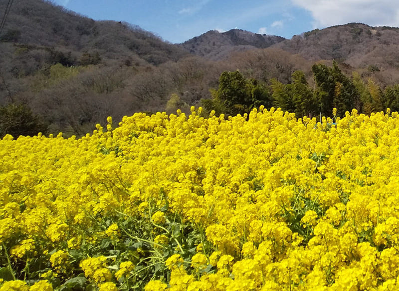 이세하라시 히비타 지구