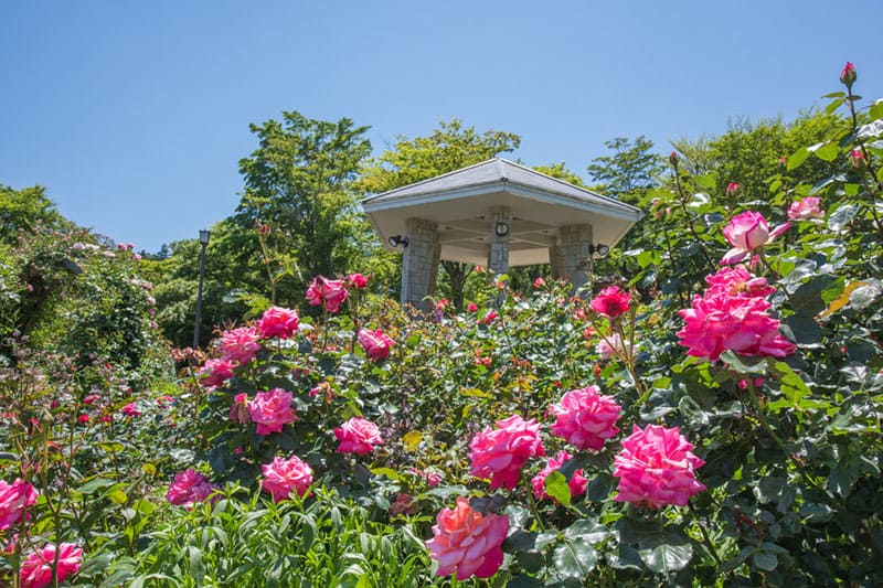 하코네 고라 지구