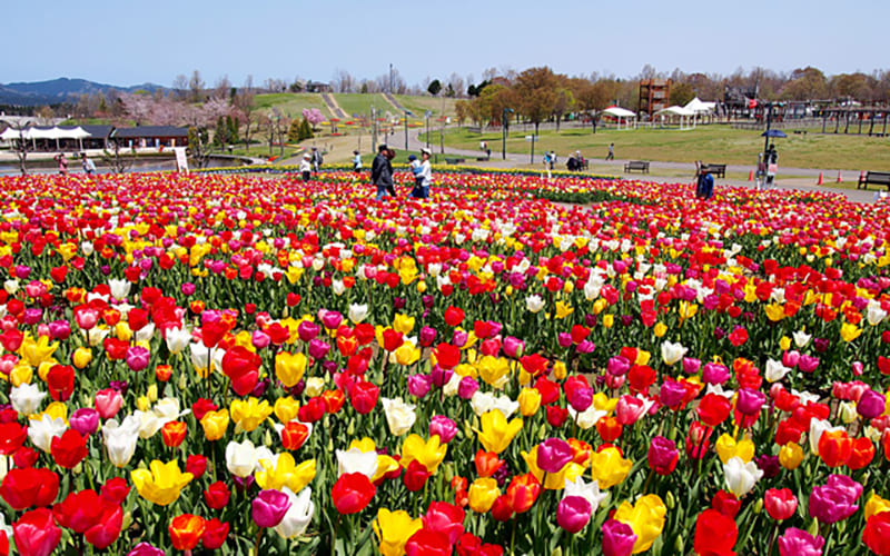 국영 에치고 구릉 공원