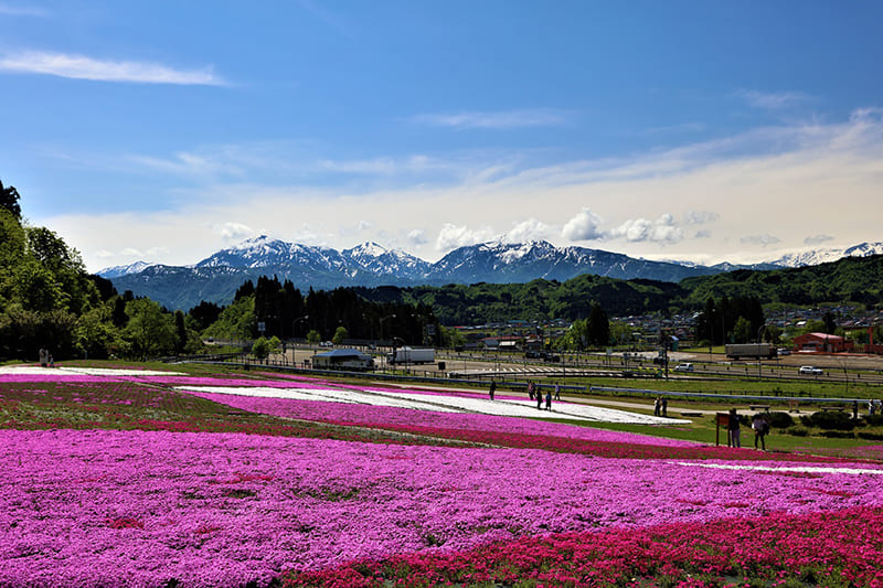꽃과 녹음과 눈의 마을
