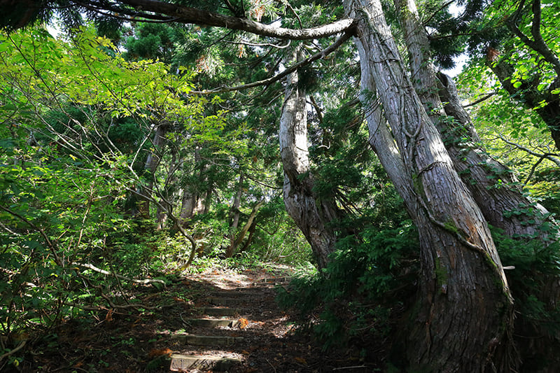 오사도 이시나 천연삼나무 산책로
