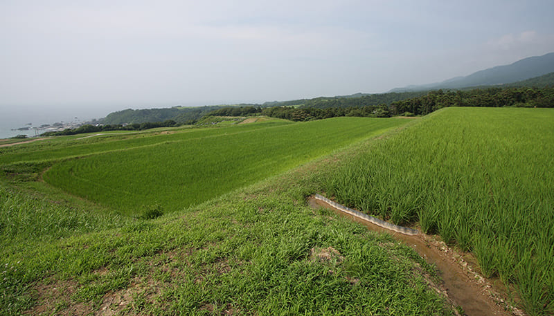 키타카타베 계단식 논