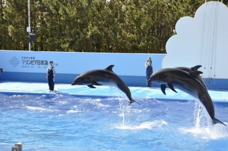 니가타시 수족관 마린피아 니혼카이
