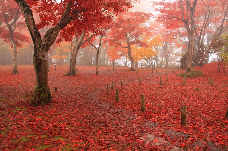 모미지엔 (단풍 정원)