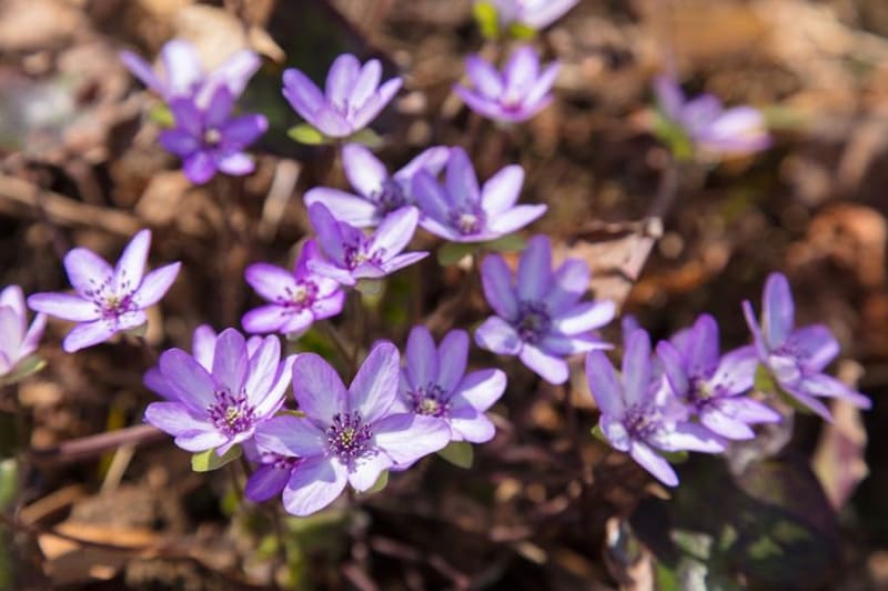 오사키 유키와리소 마을