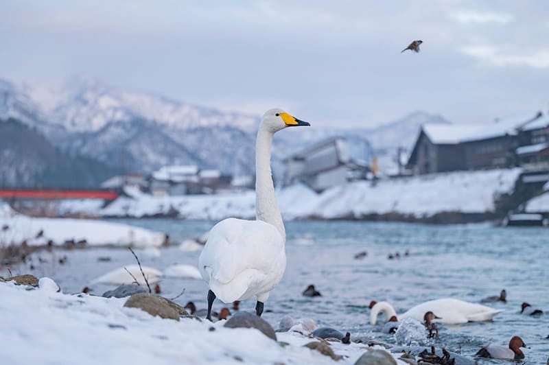백조의 고향 공원