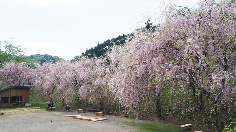 나카츠기 수양벚꽃